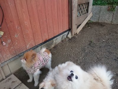 f:id:roukenhome-ann:20190118084210j:plain f:id:roukenhome-ann:20190118084210j:plain