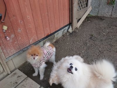 f:id:roukenhome-ann:20190118084236j:plain f:id:roukenhome-ann:20190118084236j:plain