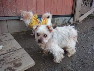 f:id:roukenhome-ann:20190118084329j:plain f:id:roukenhome-ann:20190118084329j:plain