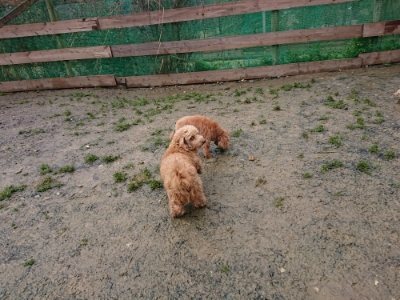 f:id:roukenhome-ann:20190118211342j:plain f:id:roukenhome-ann:20190118211342j:plain