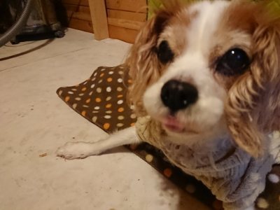 f:id:roukenhome-ann:20190118212136j:plain f:id:roukenhome-ann:20190118212136j:plain