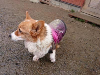 f:id:roukenhome-ann:20190118212409j:plain f:id:roukenhome-ann:20190118212409j:plain
