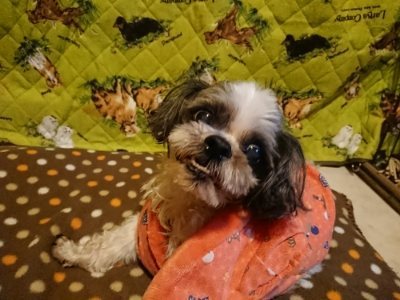 f:id:roukenhome-ann:20190118212505j:plain f:id:roukenhome-ann:20190118212505j:plain