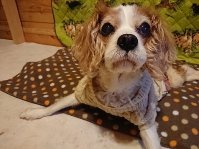 f:id:roukenhome-ann:20190118212517j:plain f:id:roukenhome-ann:20190118212517j:plain