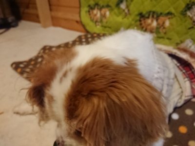 f:id:roukenhome-ann:20190118212548j:plain f:id:roukenhome-ann:20190118212548j:plain