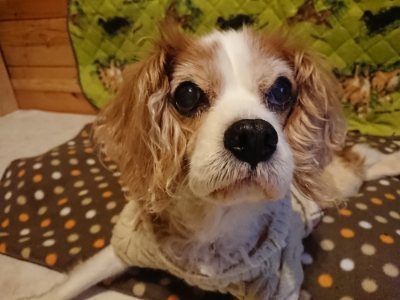 f:id:roukenhome-ann:20190118214018j:plain f:id:roukenhome-ann:20190118214018j:plain