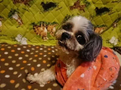 f:id:roukenhome-ann:20190118214112j:plain f:id:roukenhome-ann:20190118214112j:plain