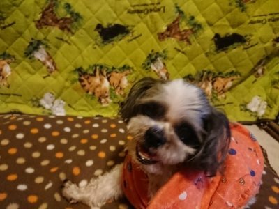 f:id:roukenhome-ann:20190118214150j:plain f:id:roukenhome-ann:20190118214150j:plain