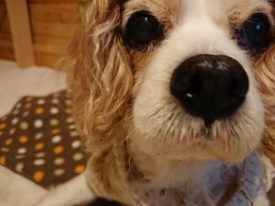 f:id:roukenhome-ann:20190118214256j:plain f:id:roukenhome-ann:20190118214256j:plain