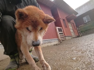 f:id:roukenhome-ann:20190119052312j:plain f:id:roukenhome-ann:20190119052312j:plain