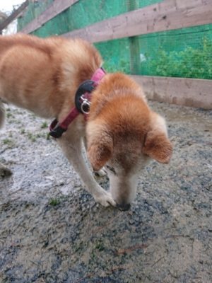 f:id:roukenhome-ann:20190119052340j:plain f:id:roukenhome-ann:20190119052340j:plain