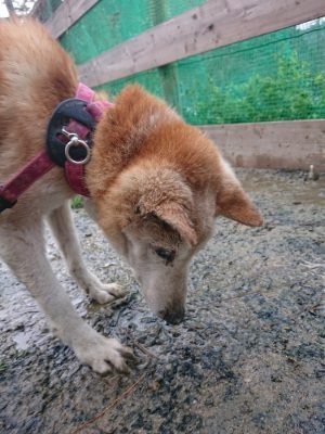 f:id:roukenhome-ann:20190119052409j:plain f:id:roukenhome-ann:20190119052409j:plain