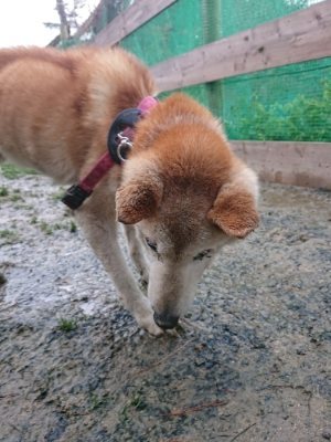 f:id:roukenhome-ann:20190119052413j:plain f:id:roukenhome-ann:20190119052413j:plain