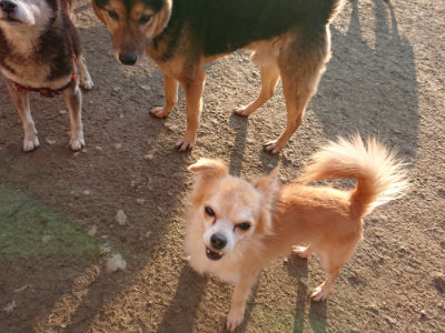 f:id:roukenhome-ann:20190120053436j:plain