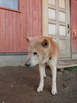f:id:roukenhome-ann:20190120070315j:plain