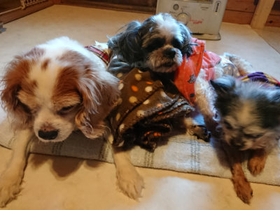 f:id:roukenhome-ann:20190120074551j:plain