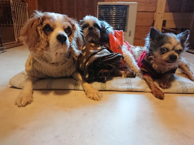 f:id:roukenhome-ann:20190120074633j:plain