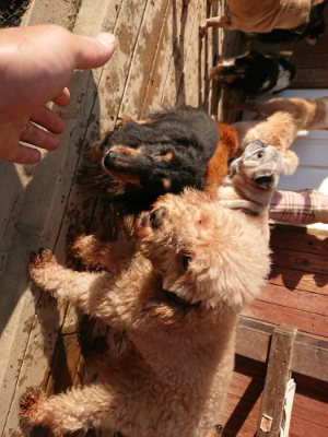 f:id:roukenhome-ann:20190120075320j:plain f:id:roukenhome-ann:20190120075320j:plain