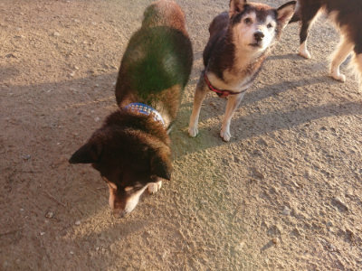 f:id:roukenhome-ann:20190120075324j:plain f:id:roukenhome-ann:20190120075324j:plain