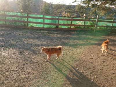 f:id:roukenhome-ann:20190120075329j:plain f:id:roukenhome-ann:20190120075329j:plain