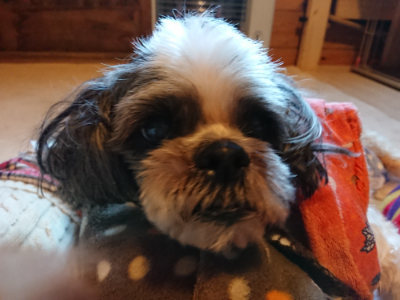 f:id:roukenhome-ann:20190120075357j:plain f:id:roukenhome-ann:20190120075357j:plain