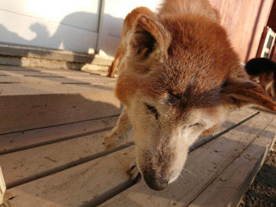 f:id:roukenhome-ann:20190120075414j:plain f:id:roukenhome-ann:20190120075414j:plain