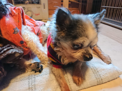 f:id:roukenhome-ann:20190120075420j:plain f:id:roukenhome-ann:20190120075420j:plain