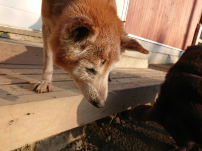 f:id:roukenhome-ann:20190120075436j:plain f:id:roukenhome-ann:20190120075436j:plain