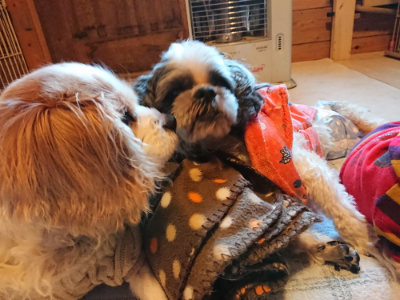 f:id:roukenhome-ann:20190120075442j:plain f:id:roukenhome-ann:20190120075442j:plain