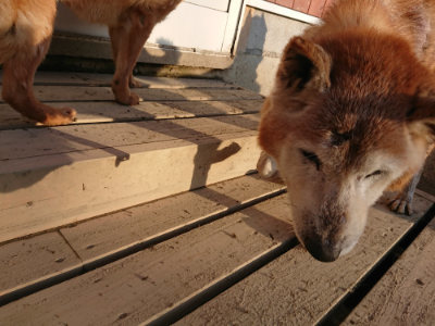 f:id:roukenhome-ann:20190120075455j:plain f:id:roukenhome-ann:20190120075455j:plain