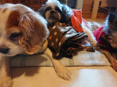 f:id:roukenhome-ann:20190120075527j:plain f:id:roukenhome-ann:20190120075527j:plain