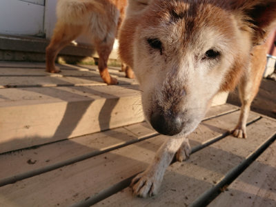 f:id:roukenhome-ann:20190120075602j:plain f:id:roukenhome-ann:20190120075602j:plain