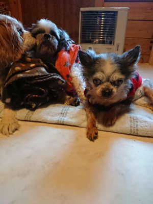 f:id:roukenhome-ann:20190120075635j:plain f:id:roukenhome-ann:20190120075635j:plain