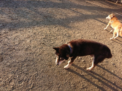 f:id:roukenhome-ann:20190120083153j:plain f:id:roukenhome-ann:20190120083153j:plain