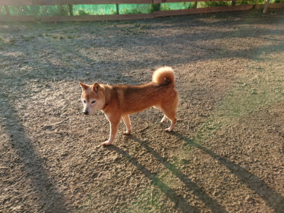 f:id:roukenhome-ann:20190120083217j:plain f:id:roukenhome-ann:20190120083217j:plain