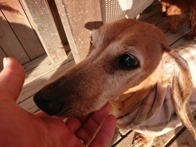 f:id:roukenhome-ann:20190120083725j:plain f:id:roukenhome-ann:20190120083725j:plain