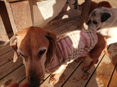 f:id:roukenhome-ann:20190120083729j:plain f:id:roukenhome-ann:20190120083729j:plain