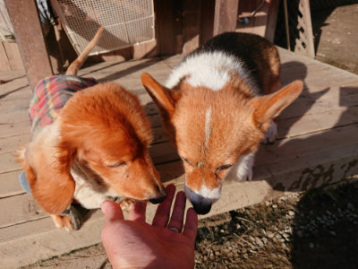 f:id:roukenhome-ann:20190120084540j:plain f:id:roukenhome-ann:20190120084540j:plain