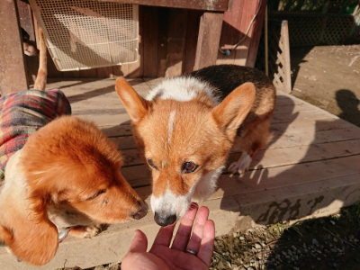 f:id:roukenhome-ann:20190120084604j:plain f:id:roukenhome-ann:20190120084604j:plain