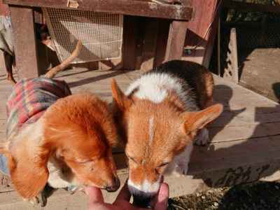 f:id:roukenhome-ann:20190120084609j:plain f:id:roukenhome-ann:20190120084609j:plain