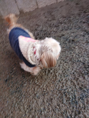 f:id:roukenhome-ann:20190120084715j:plain f:id:roukenhome-ann:20190120084715j:plain