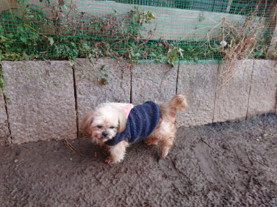 f:id:roukenhome-ann:20190120084720j:plain f:id:roukenhome-ann:20190120084720j:plain