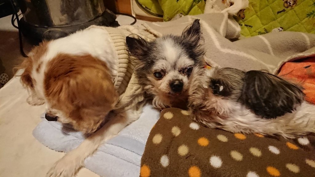 f:id:roukenhome-ann:20190121053119j:plain