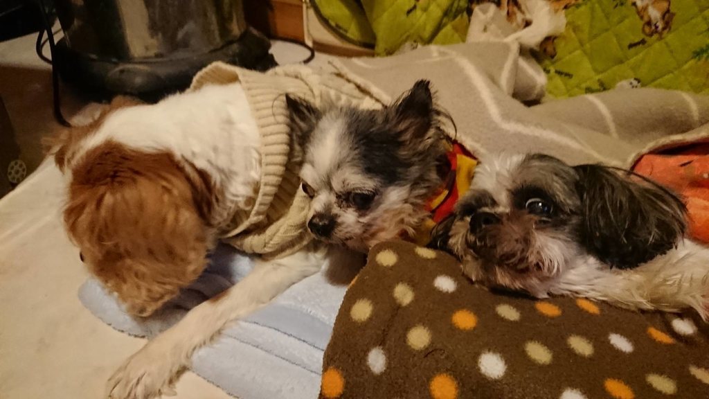 f:id:roukenhome-ann:20190121053126j:plain