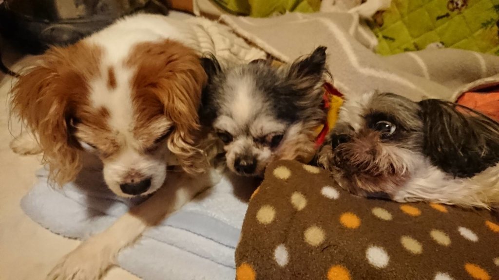 f:id:roukenhome-ann:20190121053143j:plain