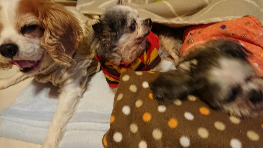 f:id:roukenhome-ann:20190121053230j:plain