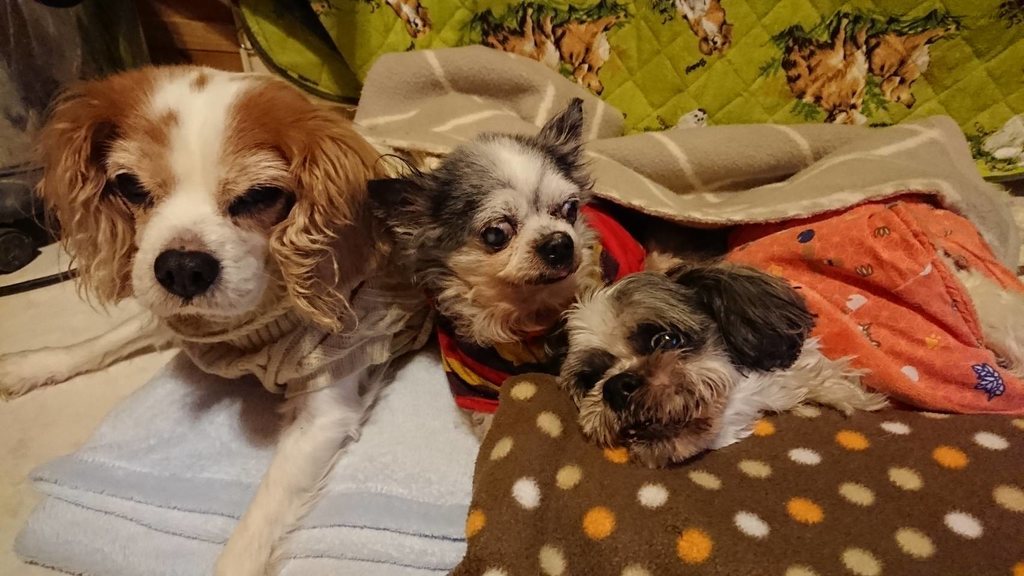 f:id:roukenhome-ann:20190121053236j:plain