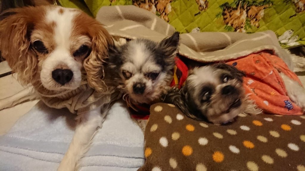 f:id:roukenhome-ann:20190121053242j:plain