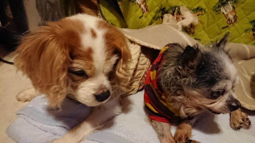 f:id:roukenhome-ann:20190121053253j:plain