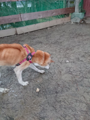 f:id:roukenhome-ann:20190121053344j:plain